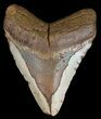 Bargain, Megalodon Tooth - North Carolina #54785-1